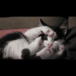 Meet your Posher, Elaheh